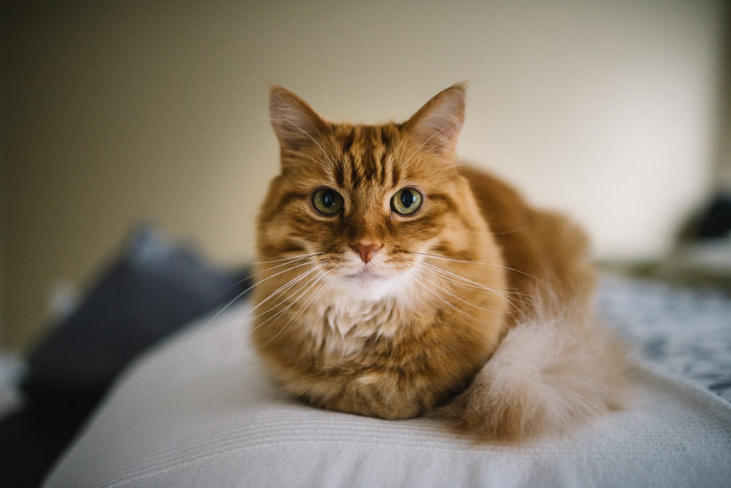 bride and groom's cat