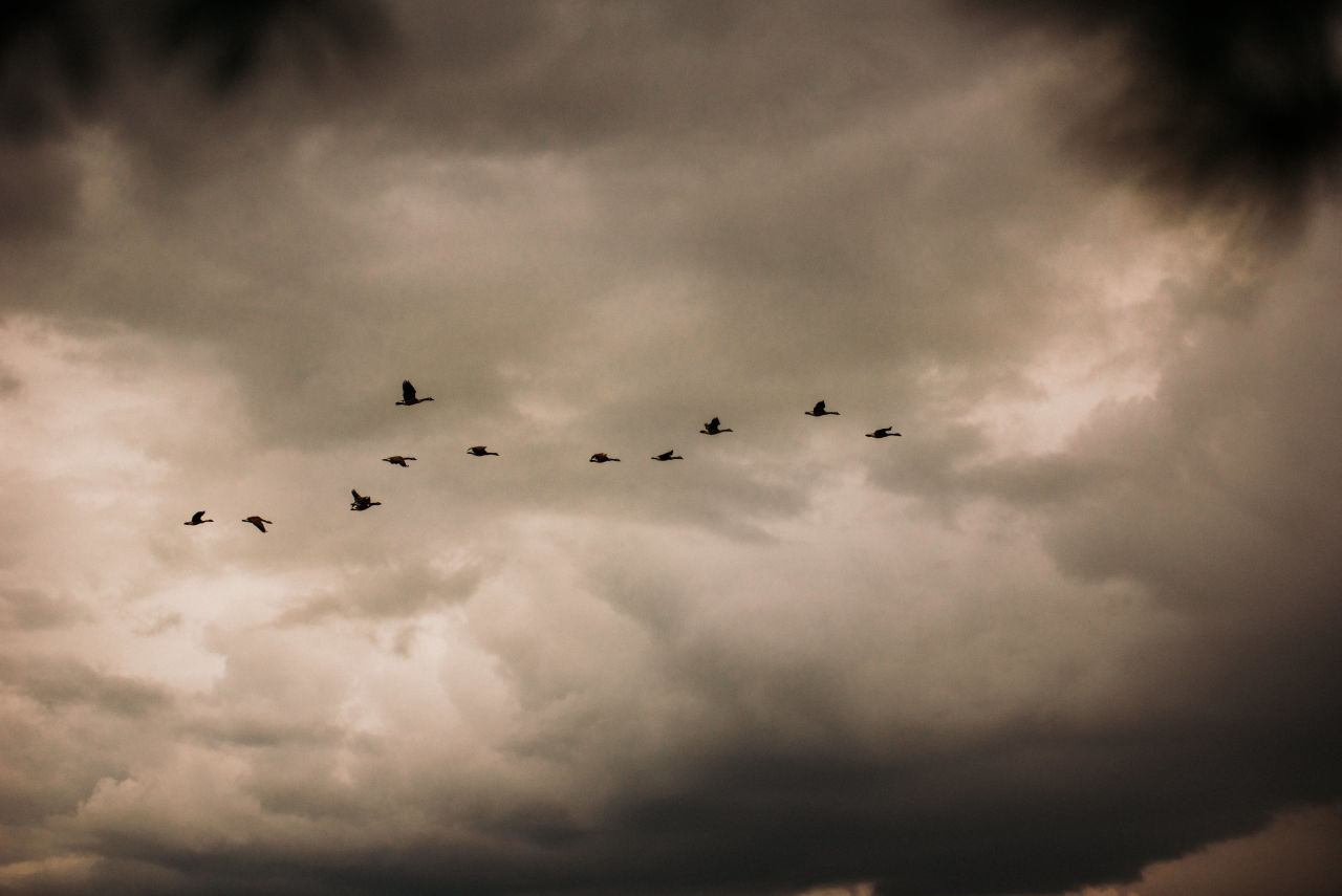 Canada geese flying over wedding ceremony