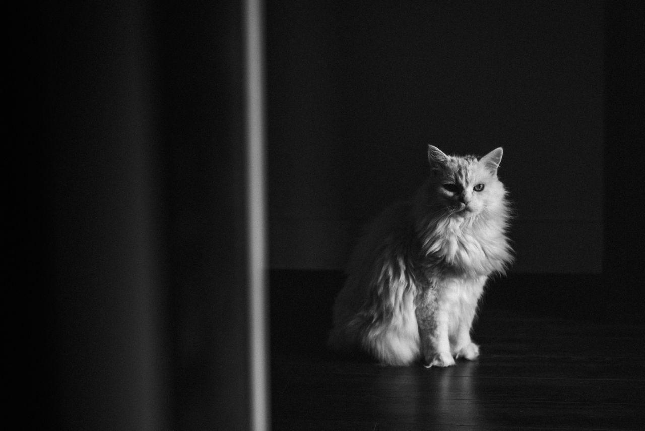 cat portrait during couple's home engagement session