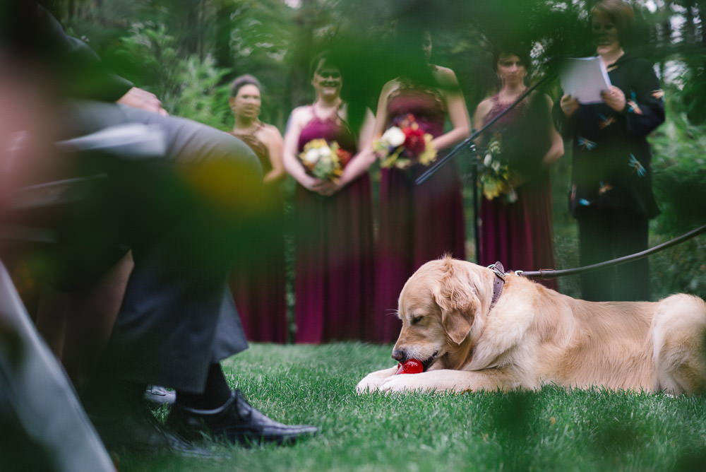 dog chewing toy during ceremony